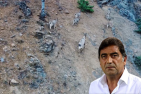 iyi-partili-vekile-kacak-av-cezasi-173717-20241213