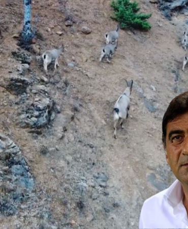 iyi-partili-vekile-kacak-av-cezasi-173717-20241213