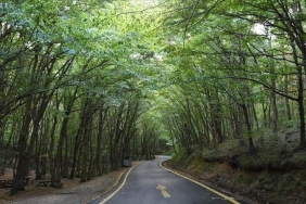 ormanjpg-ig8nM0PIiUq_9iwxveHTdg