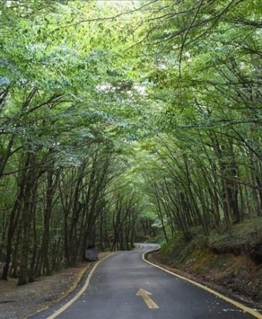 ormanjpg-ig8nM0PIiUq_9iwxveHTdg