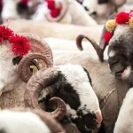 2026-kurban-uygulama-esaslari-resmi-gazetede-izdt2su7