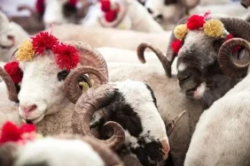 2026-kurban-uygulama-esaslari-resmi-gazetede-izdt2su7