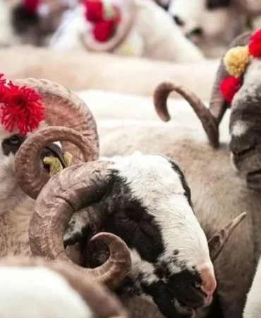 2026-kurban-uygulama-esaslari-resmi-gazetede-izdt2su7