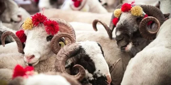 2026 kurban uygulama esasları Resmi Gazete’de