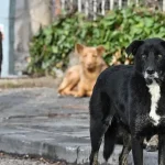 istanbulda-sokak-kopeklerinin-toplanmasi-icin-sure-verildi-2d437b50-e029-4e35-8628-502c7444a1d6