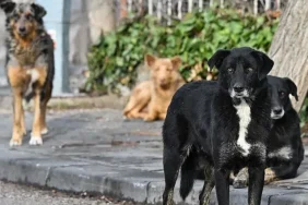 istanbulda-sokak-kopeklerinin-toplanmasi-icin-sure-verildi-2d437b50-e029-4e35-8628-502c7444a1d6