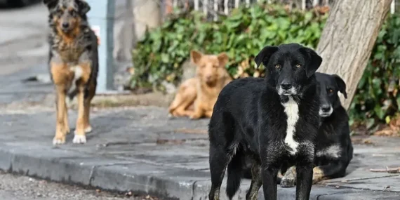 istanbulda-sokak-kopeklerinin-toplanmasi-icin-sure-verildi-2d437b50-e029-4e35-8628-502c7444a1d6