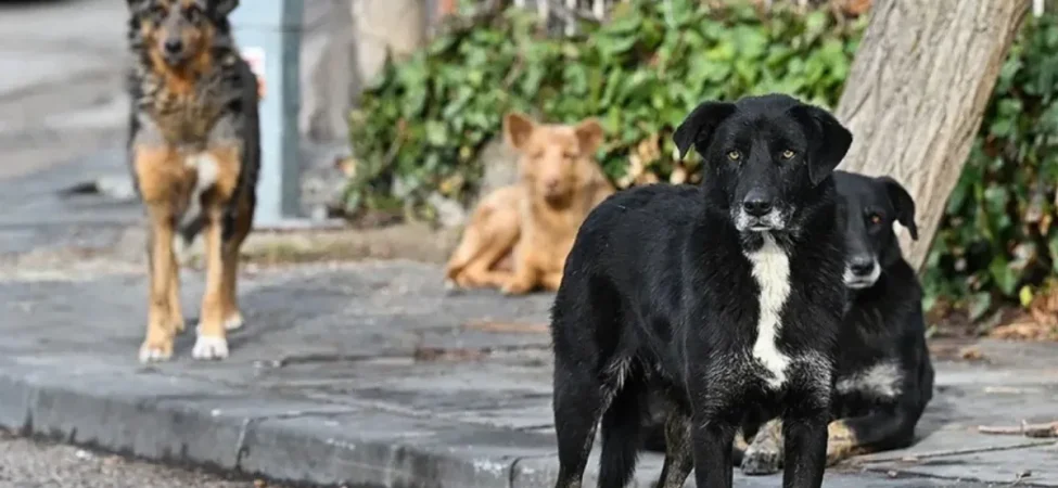 istanbulda-sokak-kopeklerinin-toplanmasi-icin-sure-verildi-2d437b50-e029-4e35-8628-502c7444a1d6